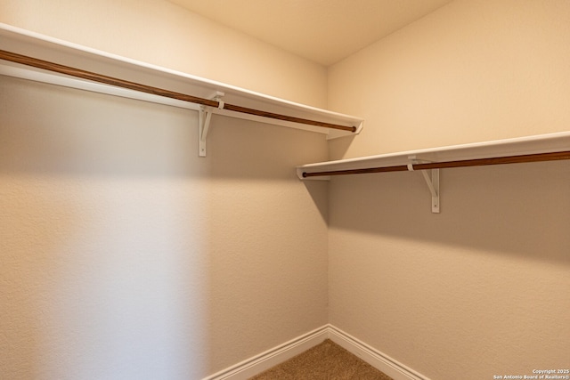 walk in closet featuring carpet floors