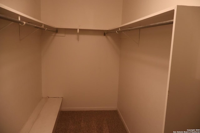 walk in closet with carpet flooring