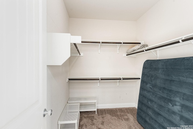 spacious closet featuring carpet floors