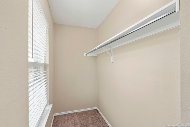 spacious closet featuring carpet floors