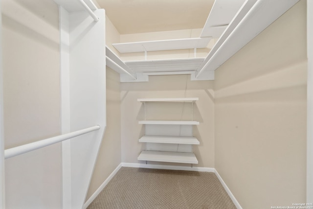 spacious closet featuring carpet flooring