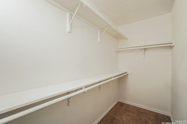 walk in closet featuring carpet flooring