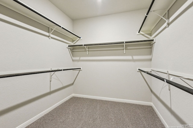 walk in closet featuring carpet flooring