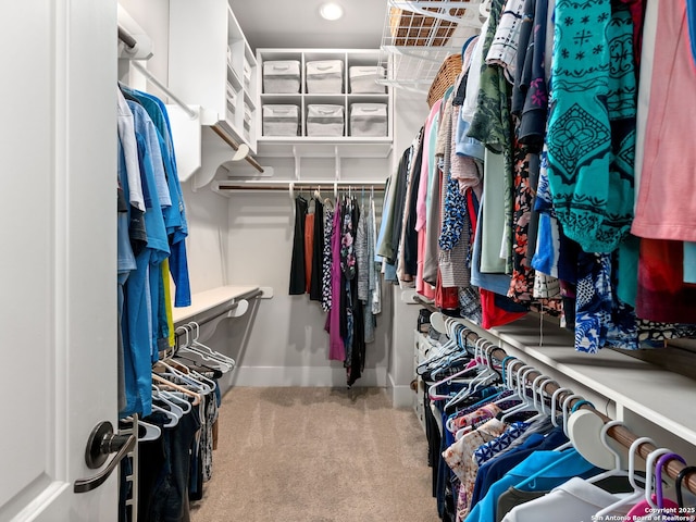 walk in closet with carpet flooring