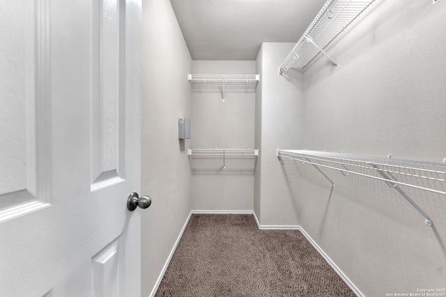 walk in closet featuring carpet floors