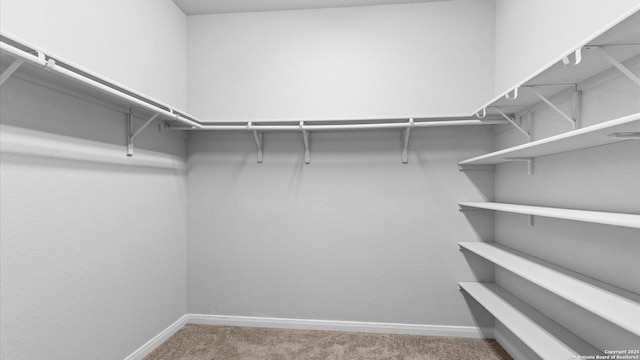 walk in closet with carpet