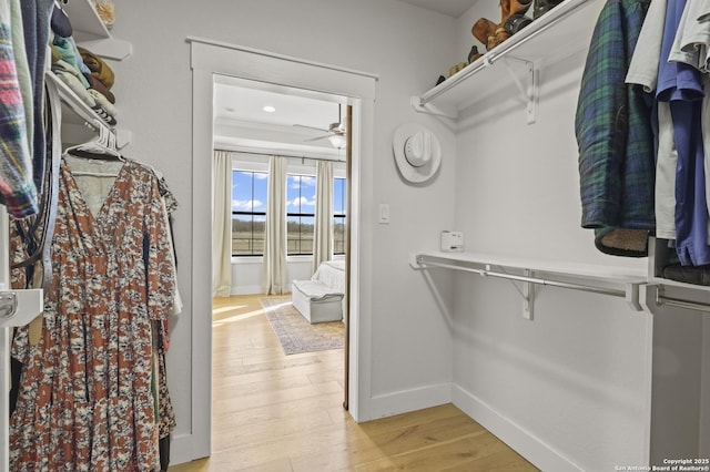 walk in closet with ceiling fan and light hardwood / wood-style flooring