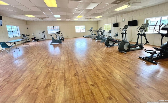 exercise room with ceiling fan, a drop ceiling, and light wood-type flooring