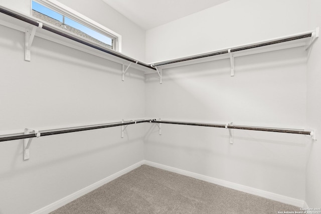 spacious closet featuring carpet