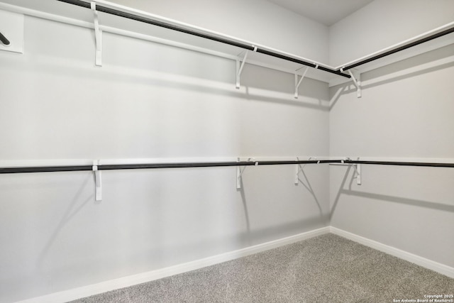 spacious closet featuring carpet