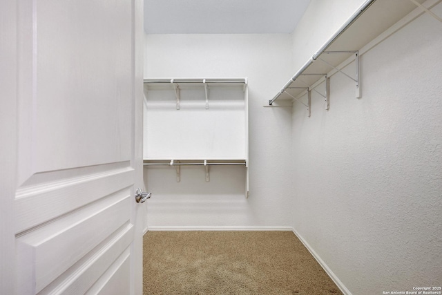 walk in closet with carpet flooring