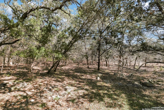 view of local wilderness