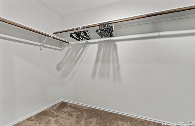 walk in closet featuring carpet flooring