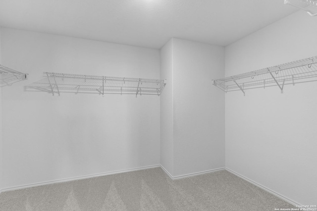 walk in closet with carpet floors