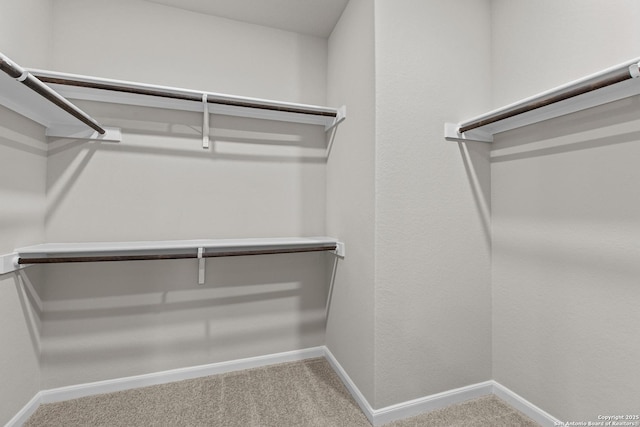 spacious closet featuring carpet flooring