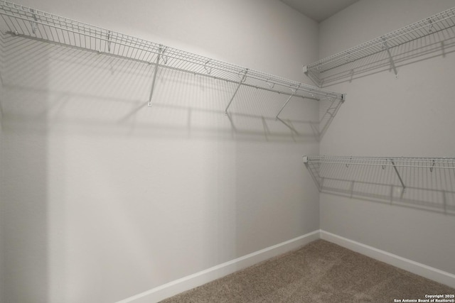 spacious closet featuring carpet