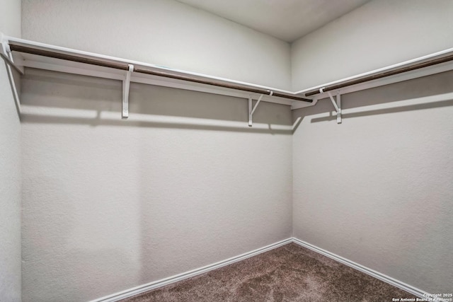 spacious closet featuring carpet floors