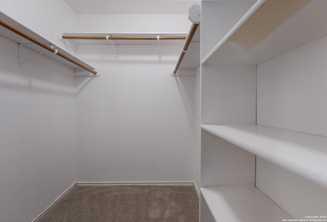 walk in closet with carpet flooring