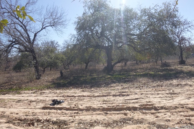 view of local wilderness