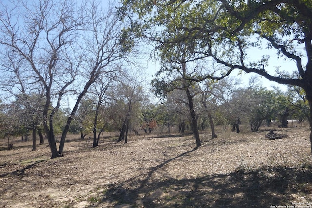 view of local wilderness