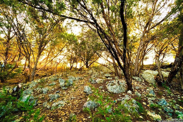 view of local wilderness