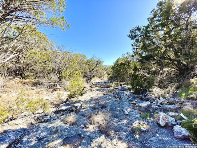 view of local wilderness