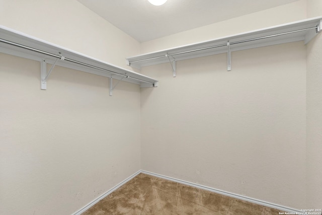 walk in closet featuring carpet floors