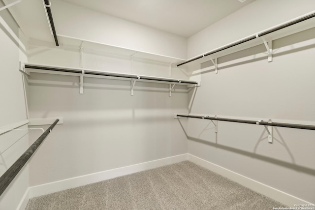 walk in closet featuring carpet floors