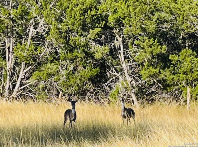 view of nature