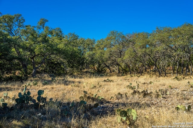 view of local wilderness