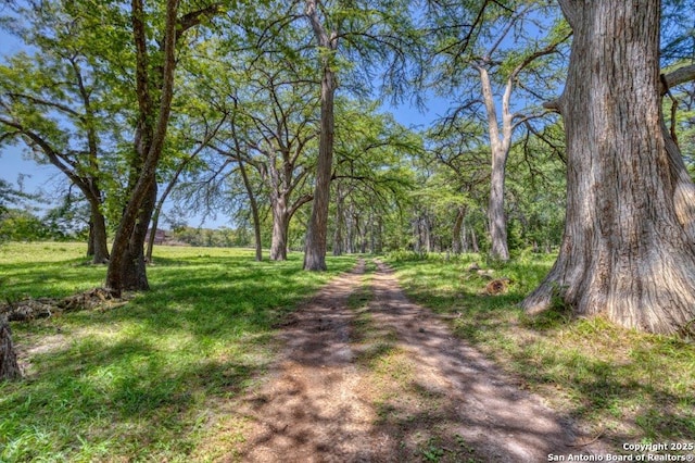 view of local wilderness