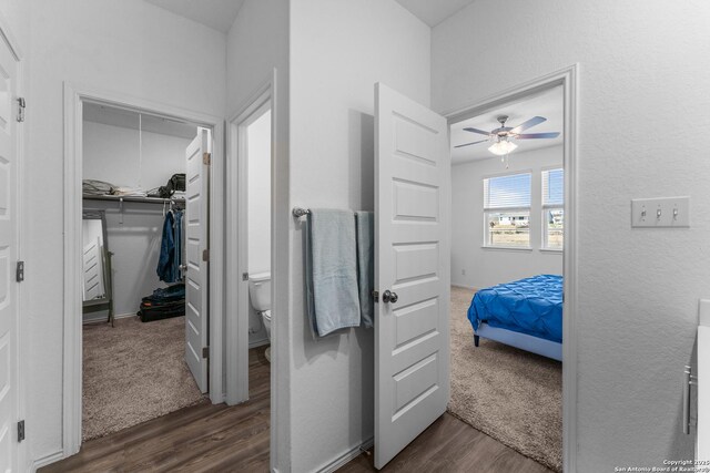 bedroom with a walk in closet, dark wood-type flooring, a closet, and ceiling fan