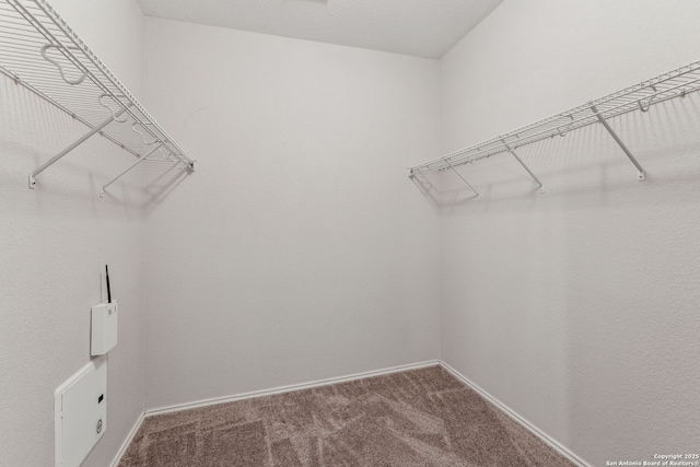 spacious closet featuring carpet flooring