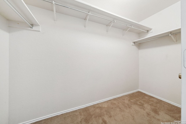 spacious closet featuring carpet floors