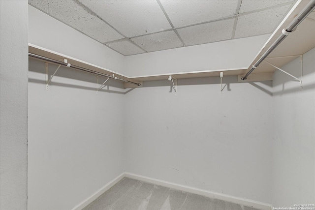 walk in closet featuring carpet flooring and a drop ceiling