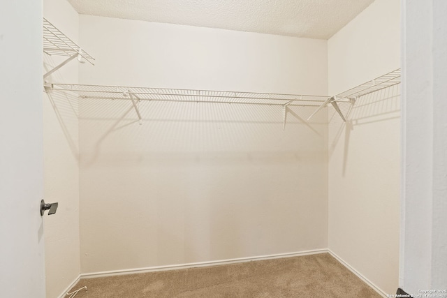 spacious closet with carpet