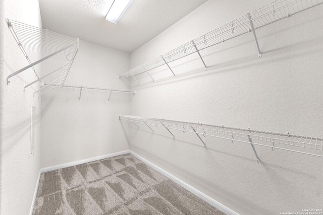 spacious closet featuring carpet