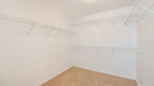 spacious closet with carpet