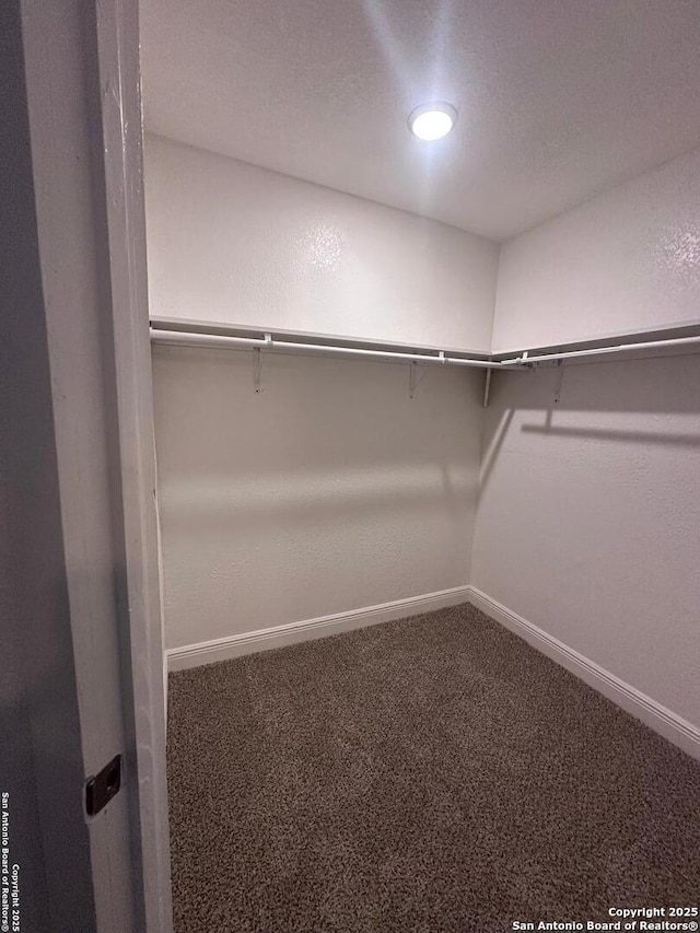 spacious closet featuring carpet