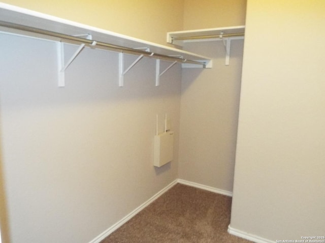 spacious closet featuring carpet flooring