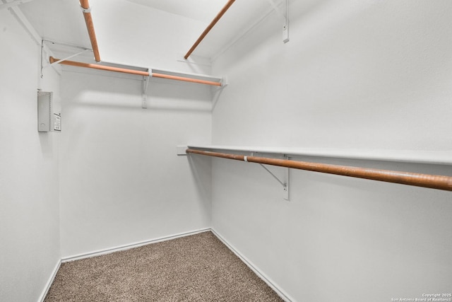 spacious closet featuring carpet