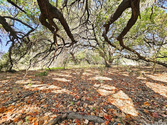 view of local wilderness