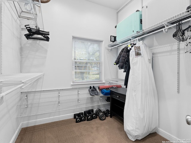 walk in closet featuring carpet flooring