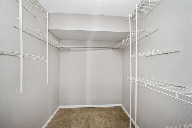 walk in closet featuring carpet