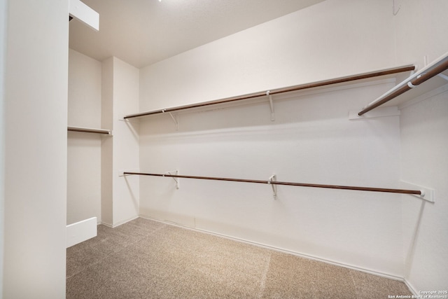 walk in closet with carpet flooring