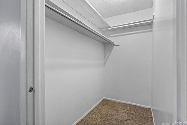walk in closet featuring carpet floors