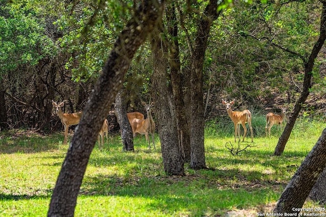 view of nature