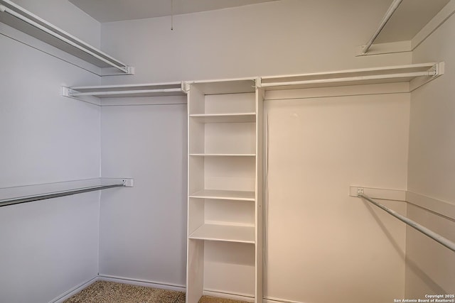 walk in closet featuring carpet flooring