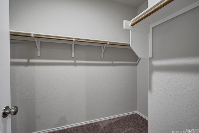 walk in closet with carpet flooring