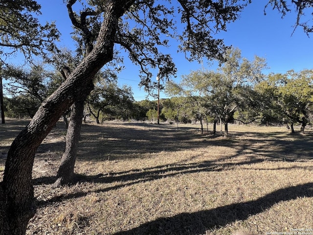 view of local wilderness